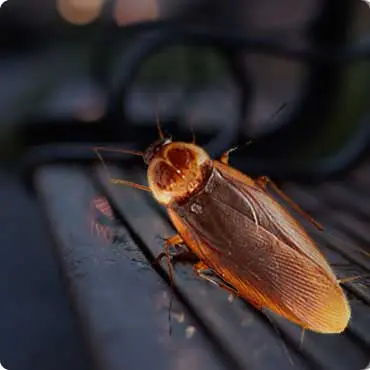 Cockroach