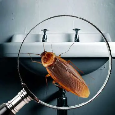 Cockroach