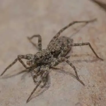 Spider Pest Control