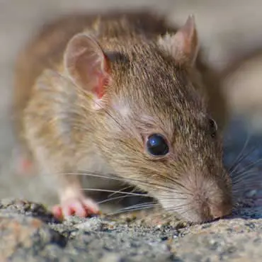 Rodent Control
