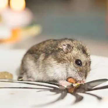 Rat Control