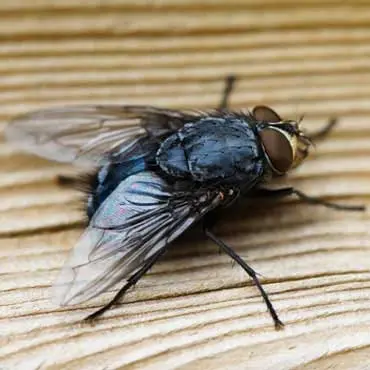 Fly Control