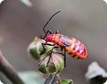 Bugs