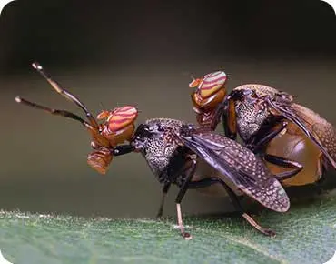 Termites