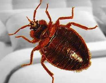 Bed Bugs
