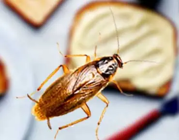 Cockroach