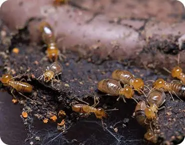 Termites
